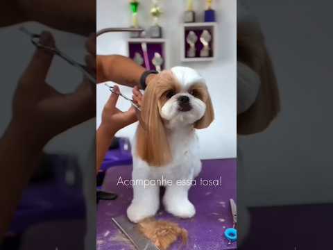 beautiful dog 🐕🐶