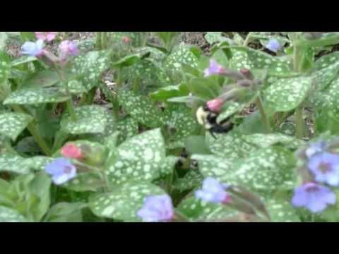 Bee on Pulmonaria flowers