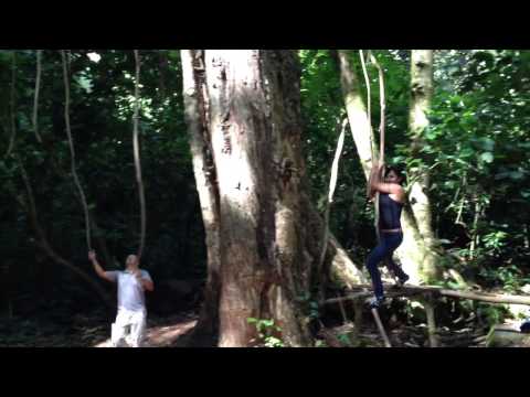 Swinging like Tarzan - Boquete