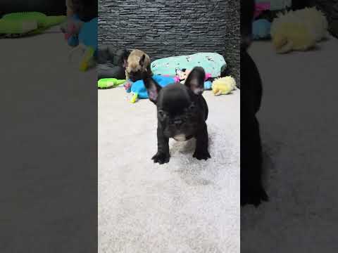 Video 1
