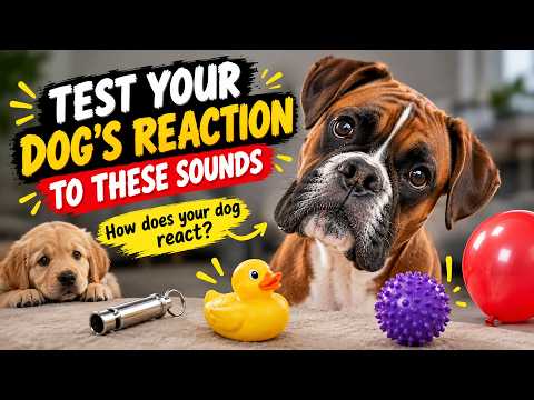 DOG CHALLENGE 🐶 Test Your Dog’s Reaction to These 10 Sounds!