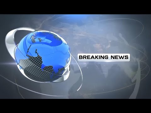 Bornean Bay Cat | Report Text