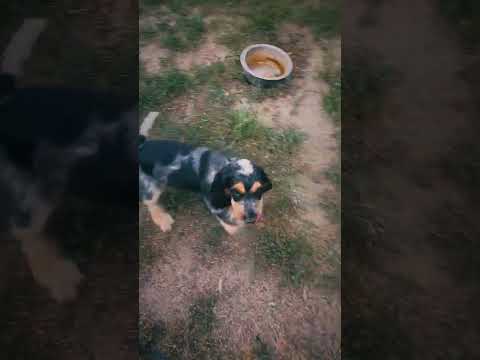 English Cocker Spaniel puppy for sale