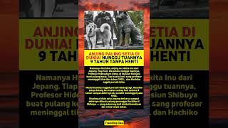 Download lagu Anjing Paling Setia di Dunia! 9 Tahun Nunggu Tuannya di Stasiun Shibuya 🐶💔 mp3