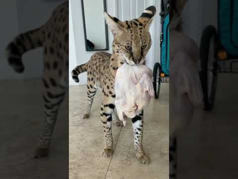YouTube video about: What do savannah cats eat?