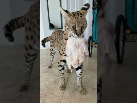 Savannah Cat Love to Eat Chicken.... Aggressive Savannah Cat .... Energetic Savannah Cat