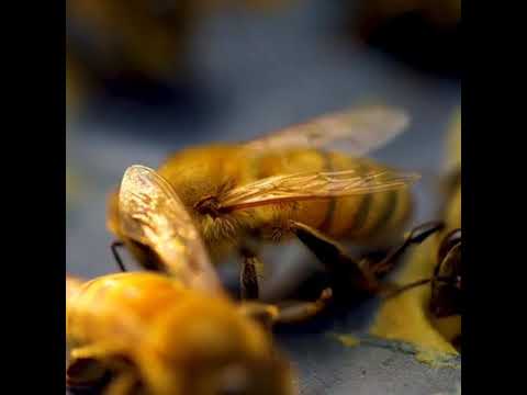 Wild honey, non prescription