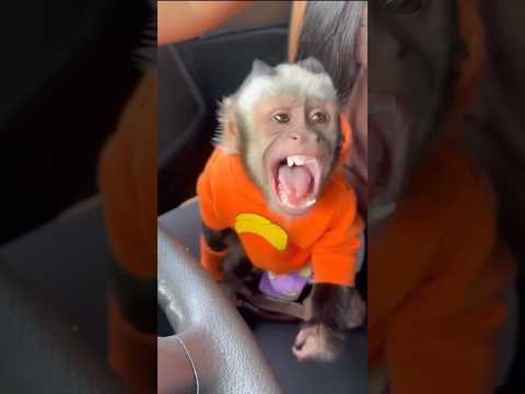Mira lo que encontramos en carretera #humor #funny #monkey