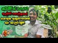නයිමිරිස් වගාවට ඇල්බටි යොදන ආකාරය Albert S
