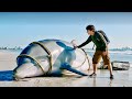 Ladke Ne Bachayi Zakhmi Dolphin Ki Jaan Real Emotional Story Film Movie Explained Film Story