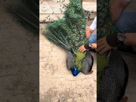 Peacock Handling SECRET: This Trick Keeps Them Calm! 🦚✨ 👀