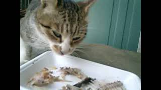 02） 08 10 22 実況！ カワハギの骨を噛み砕き食う ’山内テツ’