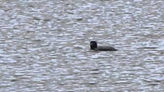 preview picture of video '2014 05 02 Plongeon Huard   Common Loon'