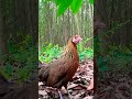 Nice Sound To Attract Female Jungle Fowl