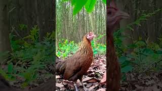 Download lagu suara yang bagus untuk menarik burung hutan betina mp3