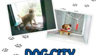 preview picture of video 'DOG CITY ADDESTRAMENTO CANI SOLIERA (MODENA)'