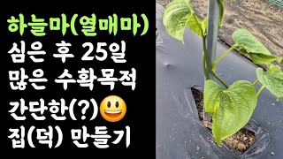 텃밭 하늘마(열매마)???? 심은 후 25일, 많은 수확목적 살아갈 집(?)짓기????