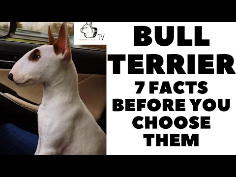 YouTube video about: How much is a spuds mackenzie dog worth?
