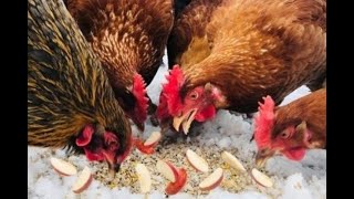 HOW TO FEED  CHICKENS APPLE TREATS