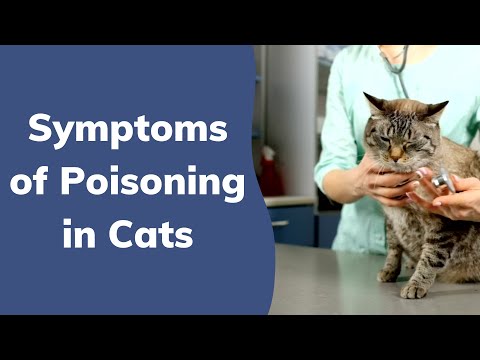 Symptoms of Poisoning in Cats | Wag!