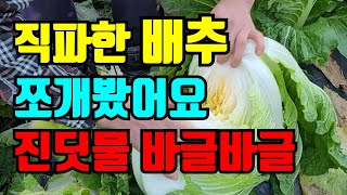 직파한 65일된 배추 쪼개봤어요. 그런데 진딧물이 바글바글 어찌할까요?