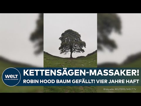 ROBIN-HOOD-BAUM: Mehr als vier Jahre Haft für das Fällen des berühmten Bergahorns