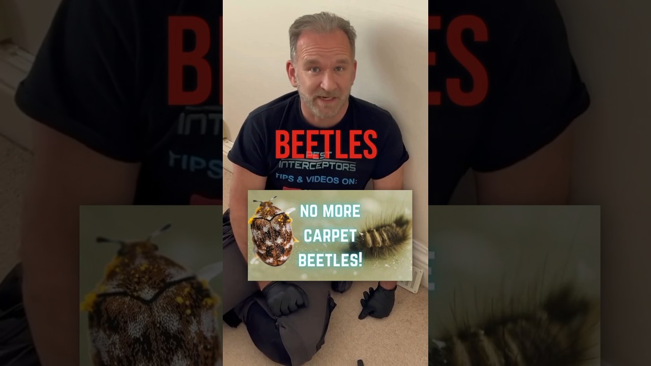 Carpet beetle! Watch the full video to see how you get rid of carpet beetle #pestcontrol #home #diy