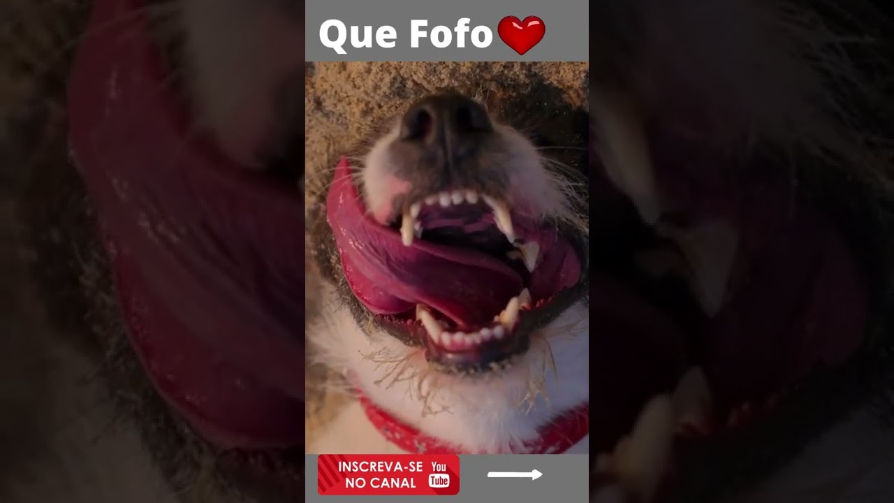 Watch Now Cachorro com a Lingua de Fora #shorts Cachorro com a Lingua de Fora #shorts
