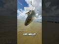 Is Live Mullet the Best Bait for Saltwater?  #livebait_fishing #saltlife #shorts