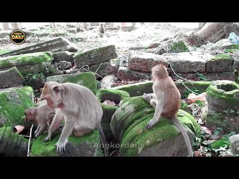 Amazing with Beautiful Monkeys with Nature Angkor daily 987