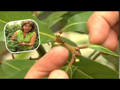 Te contamos todo que necesitas saber sobre el laurel ¡en 2 minutos!