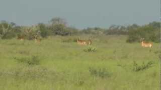 preview picture of video 'nilgai antelopes (7) near Port Mansfield Texas 2012-10-21.'