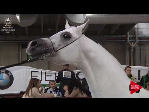 N.211 KABSZTAD - Verona 2017 - 10 Years Old and Older Stallions (Class 12)