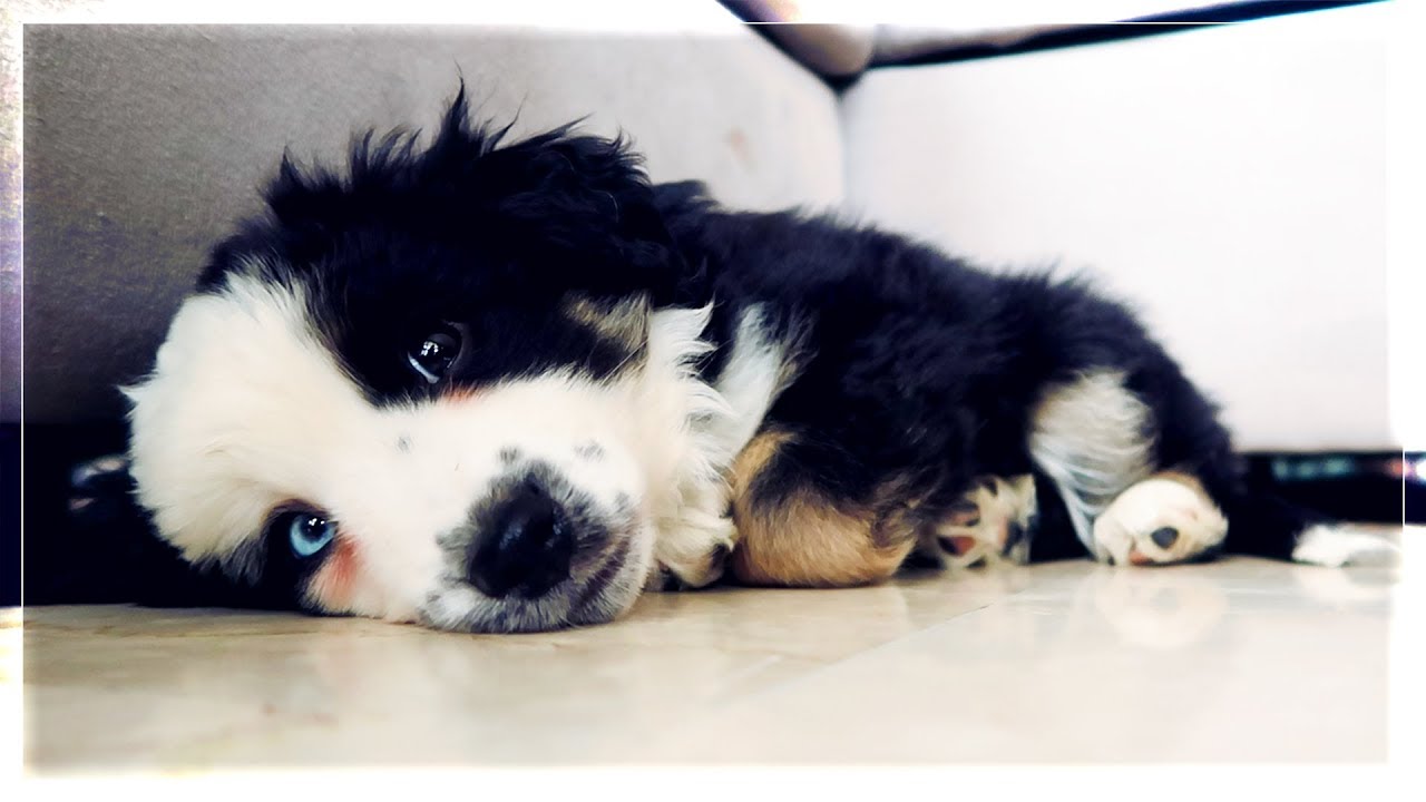 MA VIE DE CHIOT | NEMARDI #01