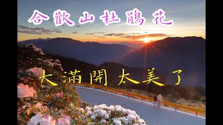 合歡山杜鵑花大滿開