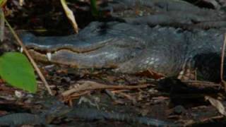 Alligator Alley (Mark Renz)