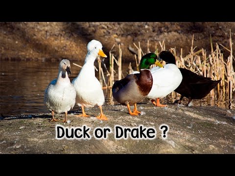 , title : 'How to tell the difference between a Duck and a Drake'