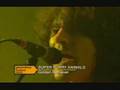 Super Furry Animals-Golden retriever