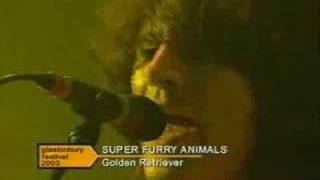 Super Furry Animals-Golden retriever