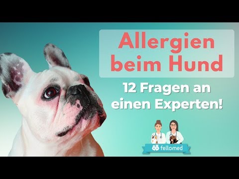 Die allergische Hautentzündung nejrodermit Warum kratzt sich das Ekzem nicht