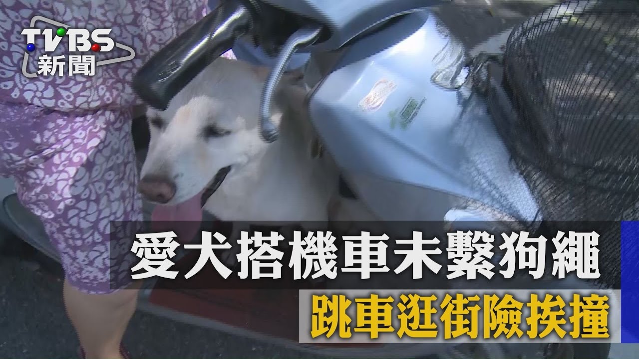 繫牽繩很難嗎？騎機車未繫繩　愛犬跳車險被撞