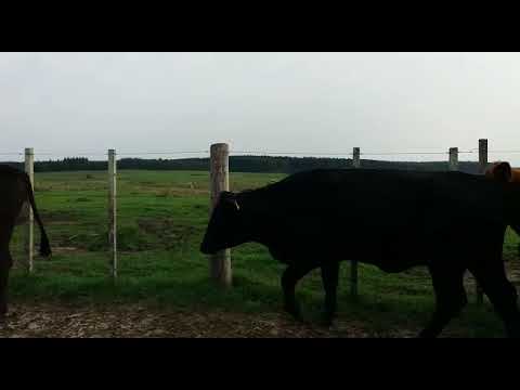 Mario Clara - La Carreta, Tacuarembó