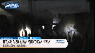 Download lagu Petugas Razia Rumah Pemotongan Hewan di Tulungagung mp3 Download lagu Petugas Razia Rumah Pemotongan Hewan di Tulungagung mp3
