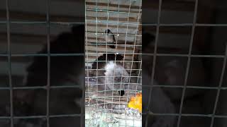 Download lagu kutilang jantan memikat birahi sang betina, mp3