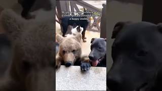 Your dog keeps bringing home the weirdest friends😂#DogTok #AnimalTok #FunnyAnimals #DogsOfTikTok