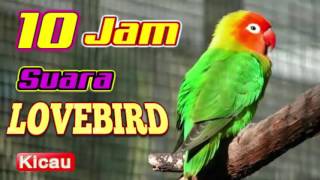Download lagu masteran burung lovebird durasi 10 jam mp3