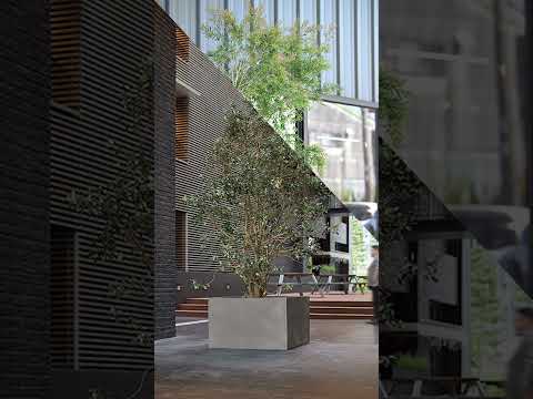 レモンの木の植え替え時期 葉が黄色くなる 秋になると枯れるの条件が変わる