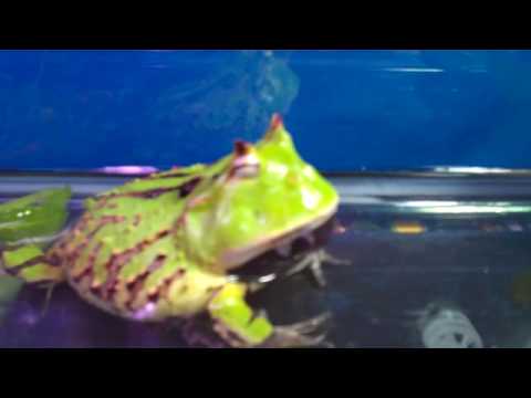 YouTube Video A7FgB9ZUOJI