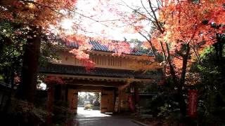 preview picture of video '静岡県　油山寺の紅葉2'