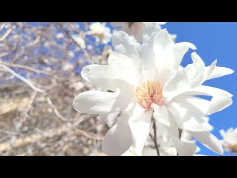 Lauda mea nu va-nceta (Interpretarea Corul Pro Deum Arad)